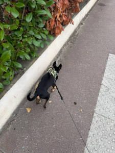 Photo de galerie - Promenade régulière chien