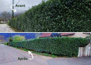 Photo de galerie - Rabattage  50 à 70 cm sur haie de laurier
