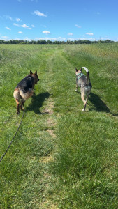 Photo de galerie - Balades hebdomadaire de Sam le BA et Rombo le husky x malinois 