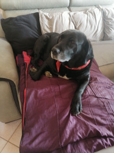 Photo de galerie - Garde et promenade de chiens