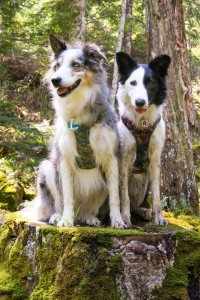 Photo de galerie - Garde d'animaux 