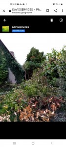 Photo de galerie - Elagage et coupe d'arbres