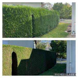Photo de galerie - Taille de haies avant et après 