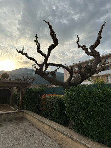 Photo de galerie - Elagage et coupe d'arbres