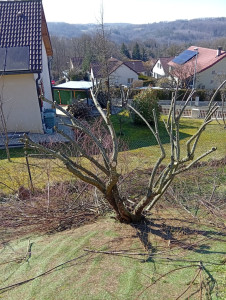 Photo de galerie - Élagage d'un arbre
