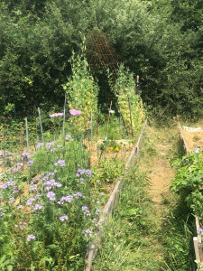 Photo de galerie - Notre potager du « paresseux »