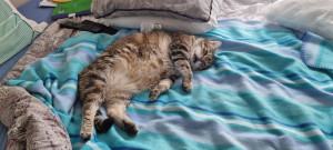Photo de galerie - Mon chat est diabétique et nécessite 2 piqûres d'insuline quotidiennes.