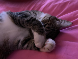 Photo de galerie - Garde de chat à domicile 