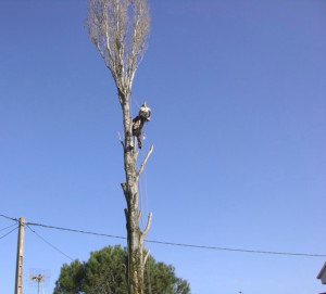 Photo de galerie - Abattage sur les auteurs 