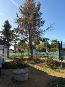 Photo de galerie - Elagage et coupe d'arbres