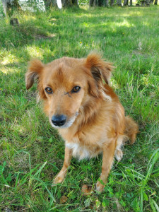 Photo de galerie - Mon chien Milo , il partage ma vie depuis 5 ans et demi 