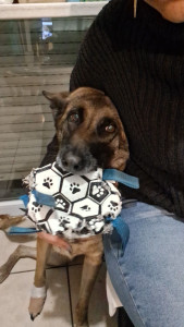Photo de galerie - Garde chien