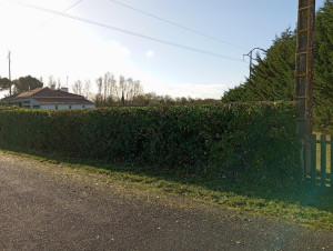 Photo de galerie - Taille de haie 