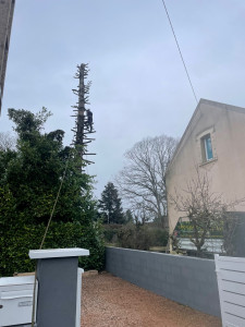 Photo de galerie - Abattages d’un sapin