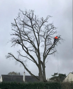 Photo de galerie - Elagage et coupe d'arbres