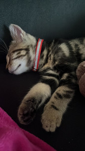 Photo de galerie - Garde chat