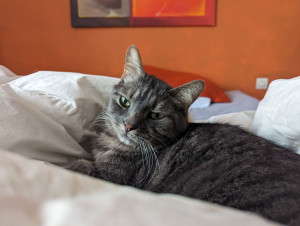 Photo de galerie - Garde animaux