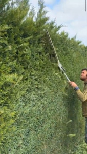 Photo de galerie - Taille de haie en tout genre. Rapide et propre