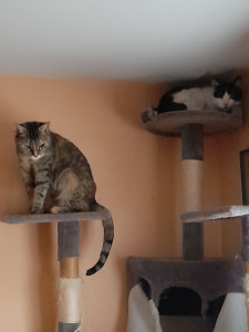 Photo de galerie - Hope et Inca, mes 2 minettes. J'ai la possibilité d'accueillir d'autres animaux à la maison et de les isoler au besoin. Par souci de sécurité, je ne laisse pas sortir les chats que je suis amenée à garder.