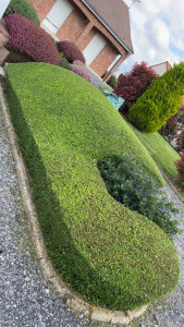 Photo de galerie - Taille d’arbuste 