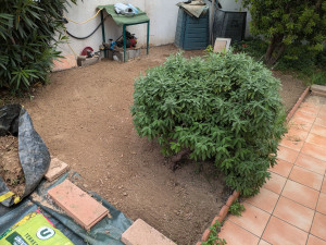 Photo de galerie - Elagage et coupe d'arbres