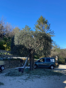 Photo de galerie - Elagage et coupe d'arbres