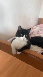 Photo de galerie - Je garde également vos animaux lors de vos séjours. J’adore les chats, m’occuper d’eux, les nourrir et jouer avec eux. 