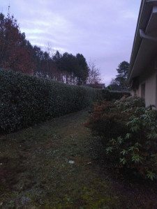 Photo de galerie - Taille haie 