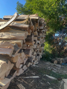 Photo de galerie - Elagage et coupe d'arbres