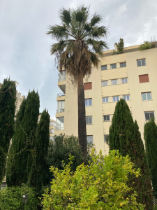 Photo de galerie - Elagage et coupe d'arbres