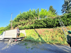 Photo de galerie - Nous avons réalisé un rabaissement de haie