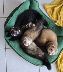 Photo de galerie - Garde animaux