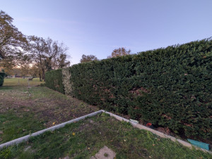 Photo de galerie - Taille de haies et d'arbustes