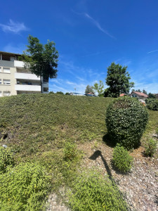 Photo de galerie - Taille d’un talus ainsi que de quelque arbuste 