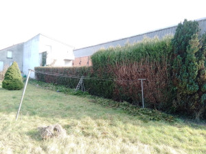 Photo de galerie - Taille d’ une haie 