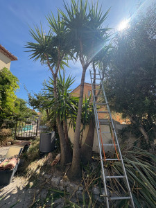 Photo de galerie - Taille d’un entretien d’un yucca  gloriosa après 