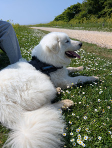 Photo de galerie - Symba, un Patou qui m'a été confié pour un weekend.