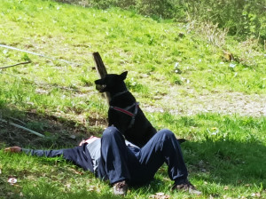Photo de galerie - Malinois tip top 