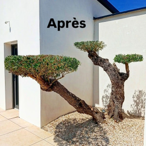 Photo de galerie - Taille de haies et d'arbustes