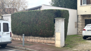 Photo de galerie - Taille thuya 