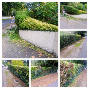 Photo de galerie - Taille de haie 