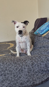 Photo de galerie - Voici mon chien 