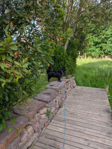 Photo de galerie - Tosca, jeune chienne de 4 ans 