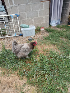 Photo de galerie - Visite à domicile d'une poule pendant 3 jours.