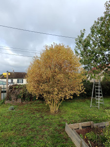 Photo de galerie - Rafraîchissement léger d'un Cornoulier
