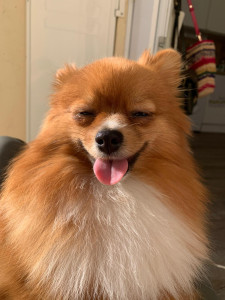 Photo de galerie - Billie, mon chien