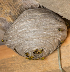 Photo de galerie - Destruction de nid guêpes / frelons