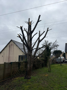 Photo de galerie - élagage d’un merisier.
