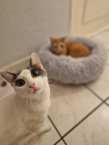 Photo de galerie - Nara et Peach pacsés dans la vie et 2 grands coquinous ?