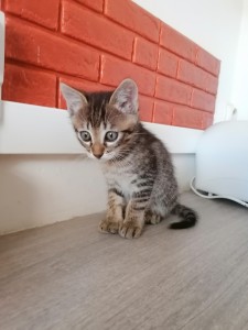 Photo de galerie - Garde chat